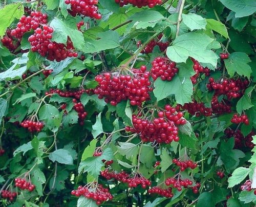  P11 CORAL VIBURNUM OPULUS HEDGE BEAUTIFUL SHRUBS 80-120 CM