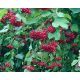 P11 CORAL VIBURNUM OPULUS HEDGE BEAUTIFUL SHRUBS 80-120 CM