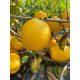  Japanese quince cuttings CIDO quince tinctures juice 4 years old