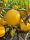  Japanese quince seedlings CIDO quince tincture juiceJapanese quince seedlings