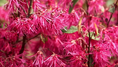  DIANA RED WINTER FLOWERING SOWING