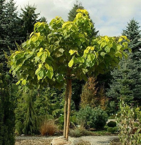  KATALPA CATALPA COMMON CATALPA 180 CM