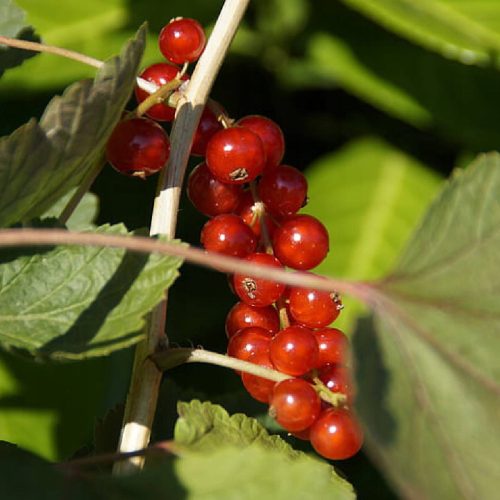  Currant seedlings in 1-2l container, 70-120 cm