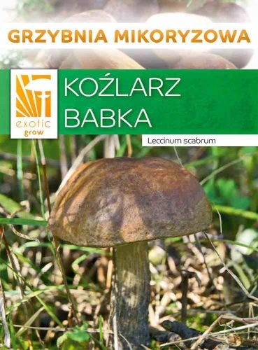  Myzel Koźlarz Plantain Myzel 10 g