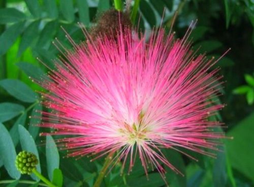  Albizia silky FLOWERS GLOW AT NIGHT A RARE!!!