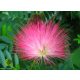  Albizia silky FLOWERS GLOW AT NIGHT A RARE!!!