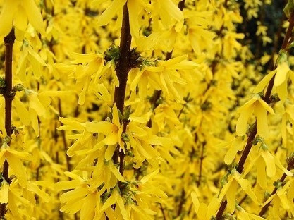  Forsythia intermedius FLOJOR – in C2, 60–80 cm