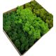 Decorative Moss Dekomoos in a box 300g 8 x 35cm