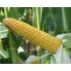 Corn SM Boryna Maissamen 50 Thousand