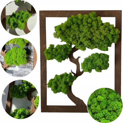 Images au mur IMAGE MOUSSE, ARBRE MOUSSE, BONSAÏ, IMAGE ARBRE MOUSSE, CADEAU 40 X 30