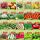  LARGE SET OF VEGETABLE SEEDS MIXTURE OF DIFFERENT VARIETIES EASY GROWTH 20 PACKS