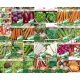  Vegetable Set SEEDS ON TAPE 25 Packs of Seeds