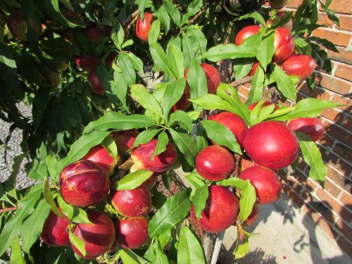  HARBLAZE peaches and nectarines, bare root seedling 100-130 cm