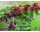  RED MULBERRY seedling in pot MEDICINAL PROPERTIES!!!