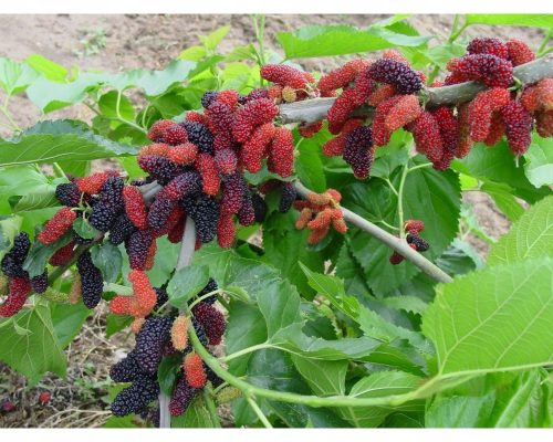  RED MULBERRY seedling in pot MEDICINAL PROPERTIES!!!