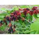  RED MULBERRY seedling in pot MEDICINAL PROPERTIES!!!