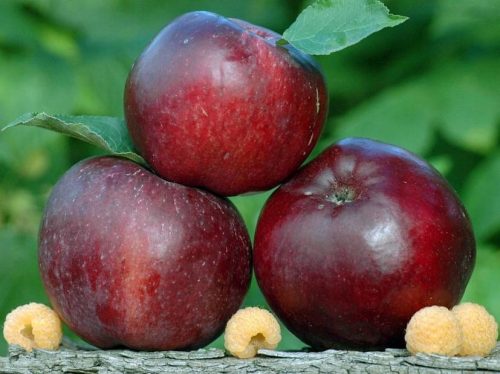  Apple trees HIMBEERE OBBERLAND seedling in 2-3l container 130-160 cm