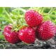  Wild strawberries and strawberries. HORIZONTAL seedling with bare root, 5-5 cm