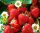  SENGA wild strawberries and strawberries, seedling with bare root, 5-5 cm