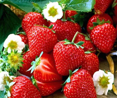  SENGA wild strawberries and strawberries, seedling with bare root, 5-5 cm