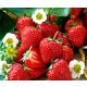  SENGA wild strawberries and strawberries, seedling with bare root, 5-5 cm