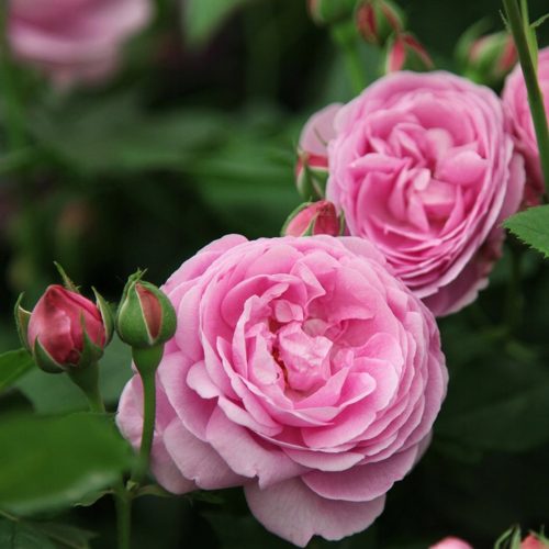  Plant de rose en boule de 30 cm