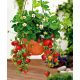  Wild strawberries and strawberries Hanging ALBION seedling with bare root 5-5 cm