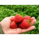  LIVING wild strawberries and strawberries, bare root seedling, 5-5 cm