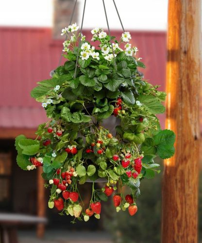  Wild strawberries and strawberries. Hanging seedling with bare root, 5-5 cm