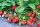  SAN ANDREAS wild strawberries and strawberries, bare root seedling, 5-5 cm