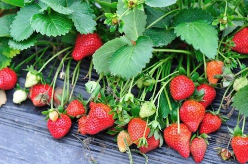  SAN ANDREAS wild strawberries and strawberries, bare root seedling, 5-5 cm