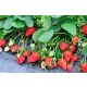  SAN ANDREAS wild strawberries and strawberries, bare root seedling, 5-5 cm