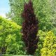  European beech ROHAN OBELISK columnar beautiful RED LEAVES