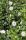  Garden Hibiscus Syrian Hibiscus LADY STANLEY Hibiscus syriacus Flowerpot 2L