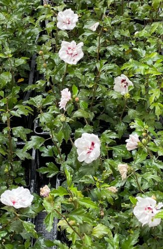 Garden Hibiscus Syrian Hibiscus LADY STANLEY Hibiscus syriacus Flowerpot 2L