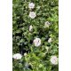  Garden Hibiscus Syrian Hibiscus LADY STANLEY Hibiscus syriacus Flowerpot 2L