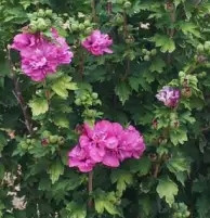  Garden Hibiscus Syrian Hibiscus DUC DE BRABANT Hibiscus in Pot 2L-C2