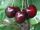  REGINA cherries and sweet cherry seedlings in 2-3l containers, 110-170 cm