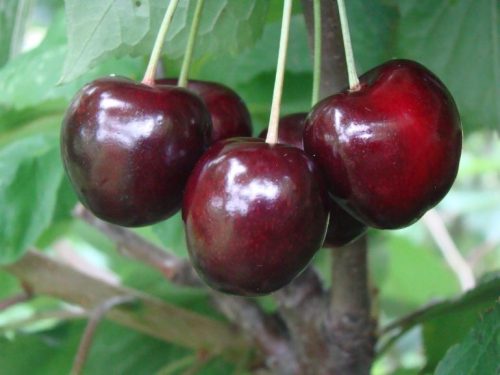  REGINA cherries and sweet cherry seedlings in 2-3l containers, 110-170 cm