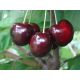  REGINA cherries and sweet cherry seedlings in 2-3l containers, 110-170 cm