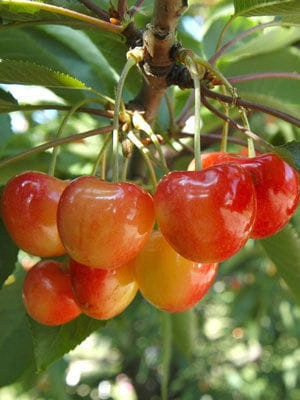  BUTTNER RED cherries, seedling with bare root, 150-180 cm