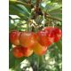  BUTTNER RED cherries, seedling with bare root, 150-180 cm