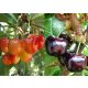  KORDIA and VEGA cherries, bare root seedling, 140-170 cm