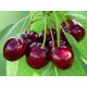  DEBRECENI BOTERMO Cherries, bare root seedling, 150-170 cm