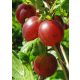  Gooseberry Captain seedling in 1-2l container, 90-120 cm