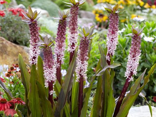  EUCOMIS | EUCOMIS | 'INDIAN SUMMER' | 1 piece.