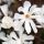  White magnolia and tulip trees, seedlings in 2-3l containers, 60-80 cm
