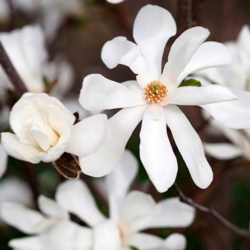  White magnolia and tulip trees, seedlings in 2-3l containers, 60-80 cm