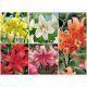  Lily white, red, orange, colorful, pink, yellow bulbs/bulbs/rhizomes loose