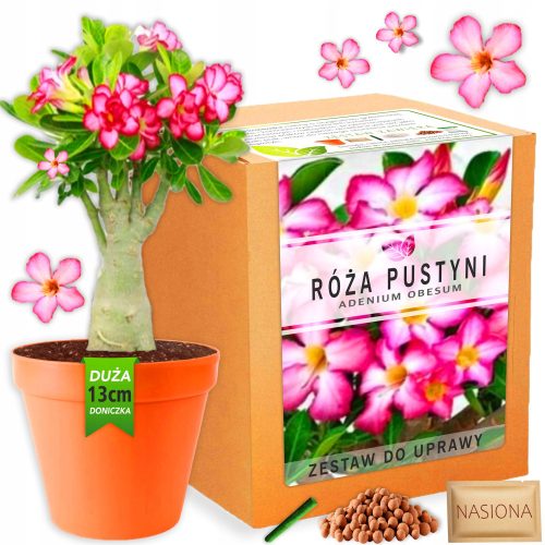  Plant Growing Kit Desert Rose Bonsai Baobab Adenium Obesum Seeds